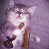 samcat774